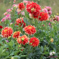 Bodacious Dahlia Knöl