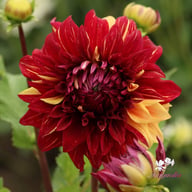 Bohemian Spartacus Dahlia Knöl