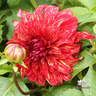 Bohemian Spartacus Dahlia Knöl