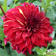 Bohemian Spartacus Dahlia Knöl