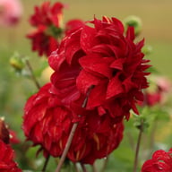 Bohemian Spartacus Dahlia Knöl