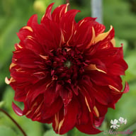 Bohemian Spartacus Dahlia Knöl