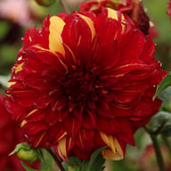 Bohemian Spartacus Dahlia Knöl