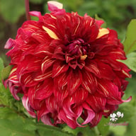 Bohemian Spartacus Dahlia Knöl
