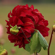 Bohemian Spartacus Dahlia Knöl