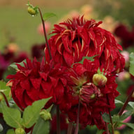 Bohemian Spartacus Dahlia Knöl
