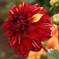Bohemian Spartacus Dahlia Knöl