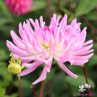 Bold Accent Dahlia Knöl