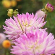 Bold Accent Dahlia Tuber
