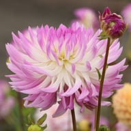Bold Accent Dahlia Tuber