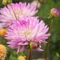 Bold Accent Dahlia Tuber