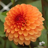 Bonanza Dahlia Tuber