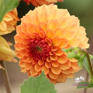 Bonanza Dahlia Tuber