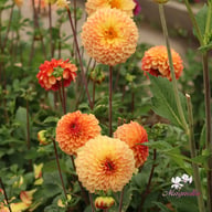 Bonanza Dahlia Tuber