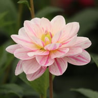 Bonesta Dahlia Tuber
