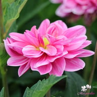 Bonesta Dahlia Tuber
