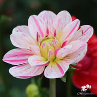 Bonesta Dahlia Tuber