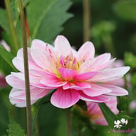 Bonesta Dahlia Tuber