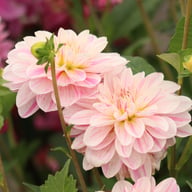 Bonesta Dahlia Tuber