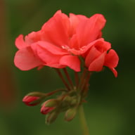 Boniface Butterfly Pelargon Stickling