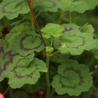 Boniface Butterfly Pelargon Stickling