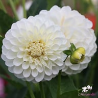 Boom Boom White Dahlia Tuber