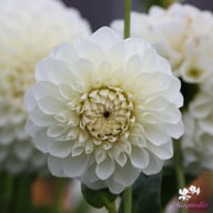 Boom Boom White Dahlia Tuber
