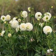 Boom Boom White Dahlia Tuber