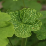 Bornholm Pelargon Stickling