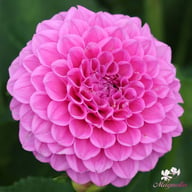 Boy Scout Dahlia Knöl
