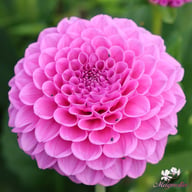 Boy Scout Dahlia Knöl