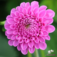 Boy Scout Dahlia Knöl