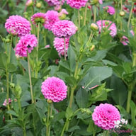 Boy Scout Dahlia Knöl