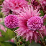 Boy Scout Dahlia Knöl