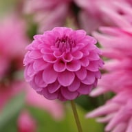 Boy Scout Dahlia Knöl
