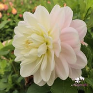 Bracken Ballerina (cutting) Dahlia Cutting