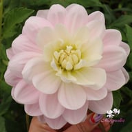 Bracken Ballerina (cutting) Dahlia Cutting