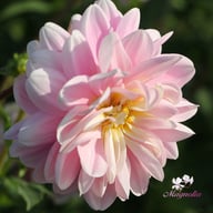 Bracken Ballerina (cutting) Dahlia Cutting