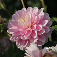Bracken Ballerina (cutting) Dahlia Cutting
