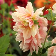 Break Out Dahlia Tuber
