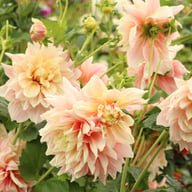 Break Out Dahlia Tuber