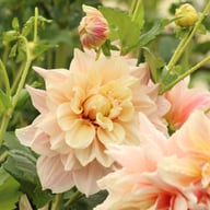 Break Out Dahlia Tuber
