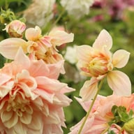 Break Out Dahlia Tuber