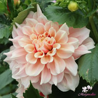 Break Out Dahlia Knöl