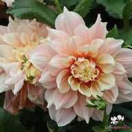 Break Out Dahlia Knöl