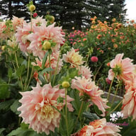 Break Out Dahlia Knöl