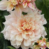 Break Out Dahlia Knöl