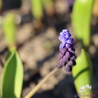 Bredbladig Pärlhyacint 'Latifolium' Lökar