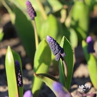 Bredbladig Pärlhyacint 'Latifolium' Lökar