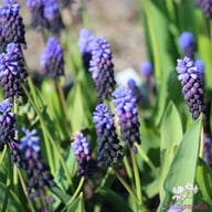 Bredbladig Pärlhyacint 'Latifolium' Lökar